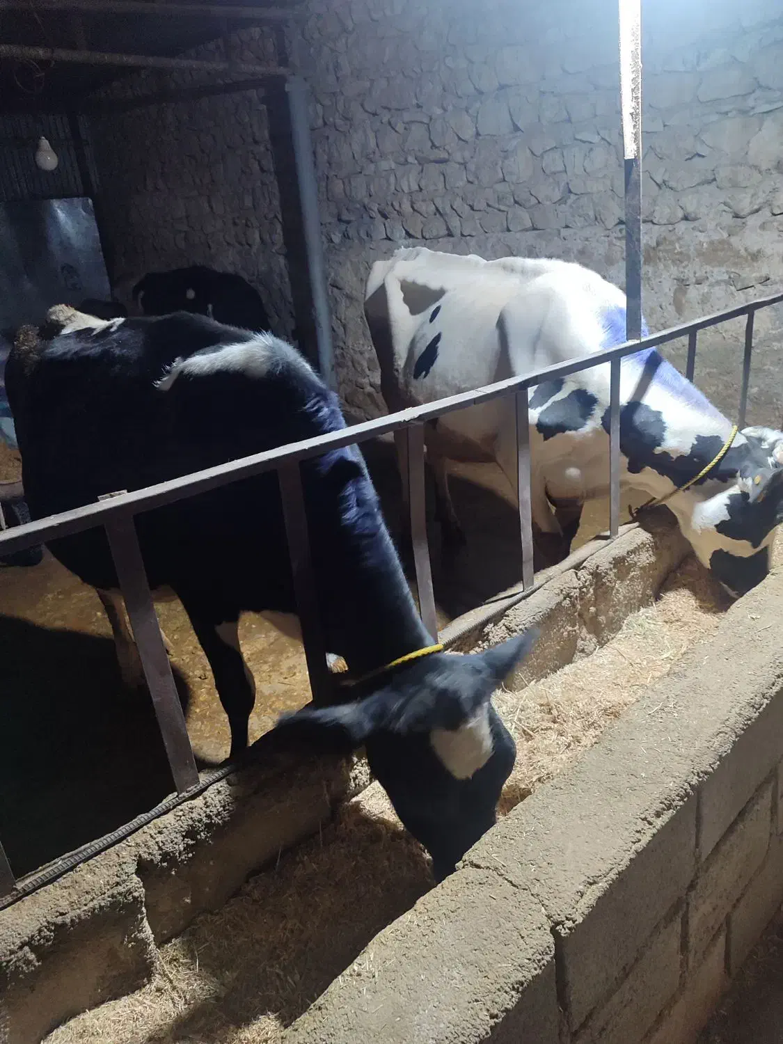 فروش دوعددگاو شیری هلشتاین و یک  گوساله نرسیمینتال|حیوانات مزرعه|ویسیان, |دیوار