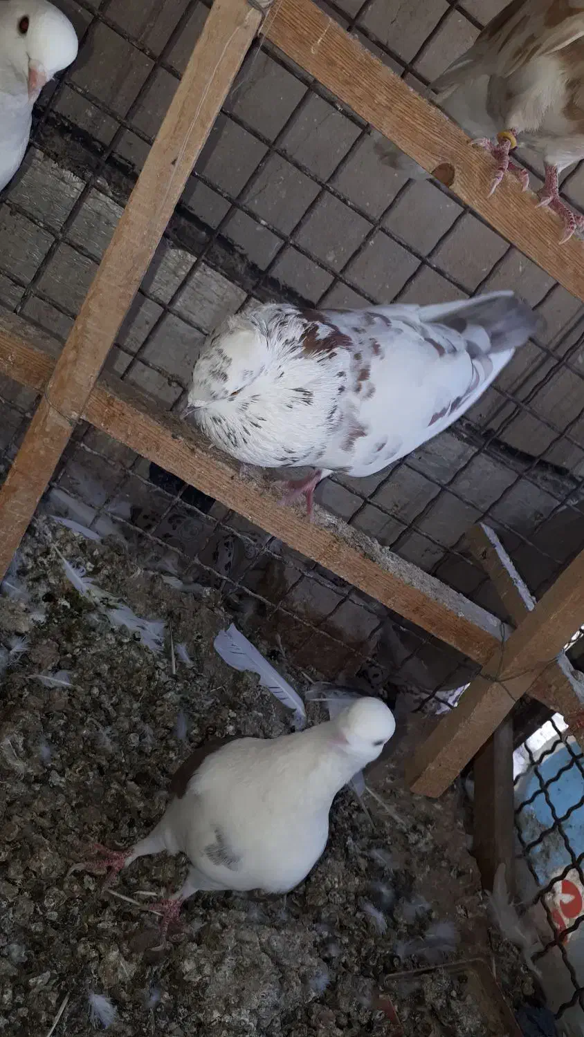 کفتر سالم پرشی|پرنده|تهران, مسعودیه|دیوار