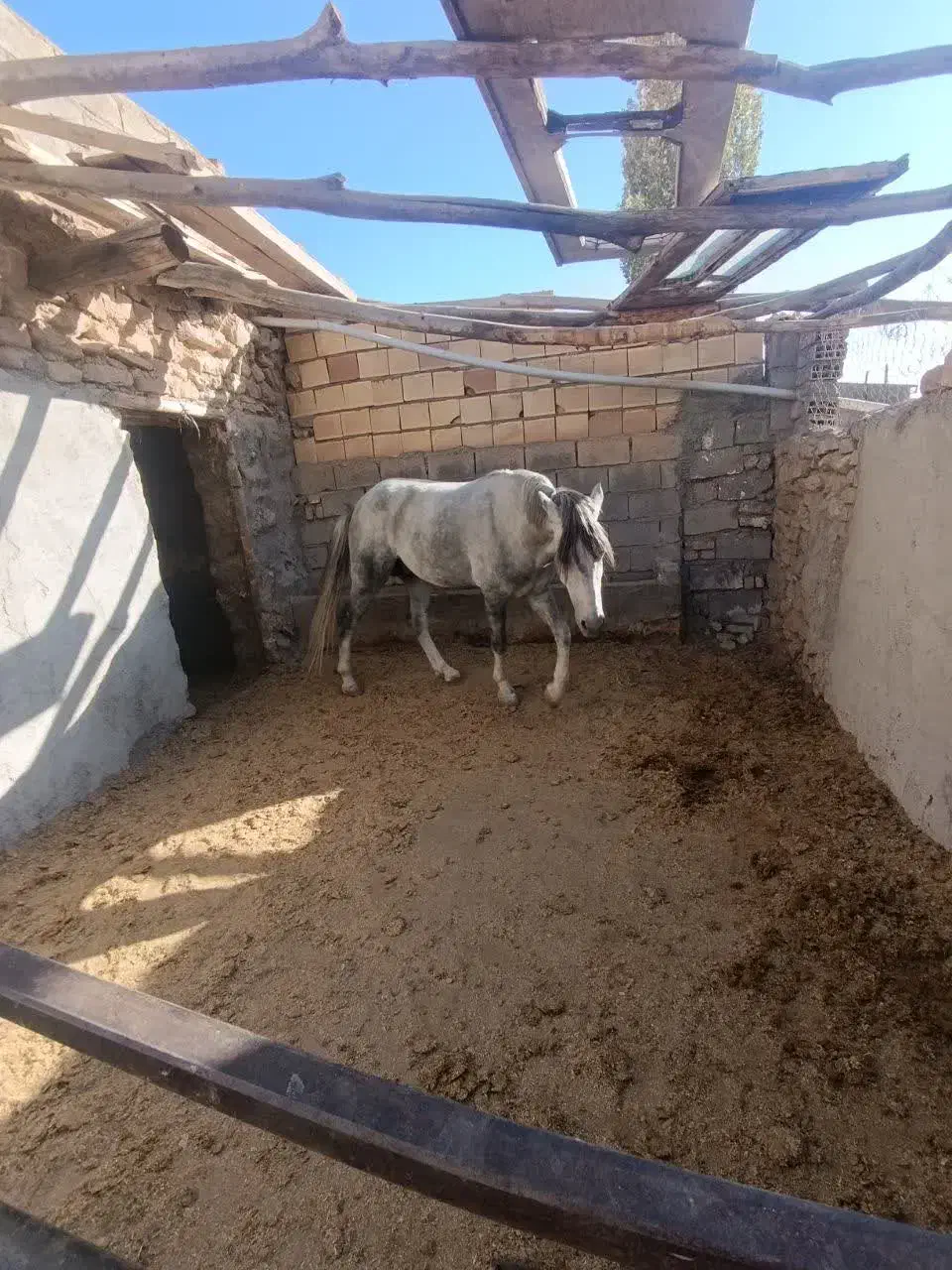 اسب یورقه|اسب و تجهیزات اسبسواری|بسطام, |دیوار