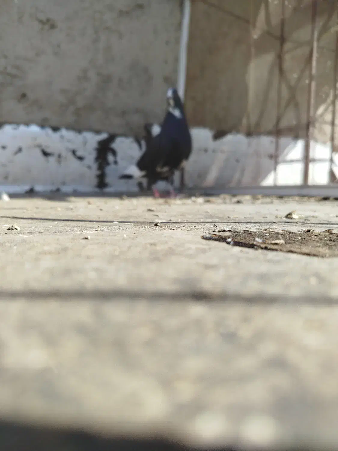 دونهی 200|پرنده|حاجی آباد, |دیوار