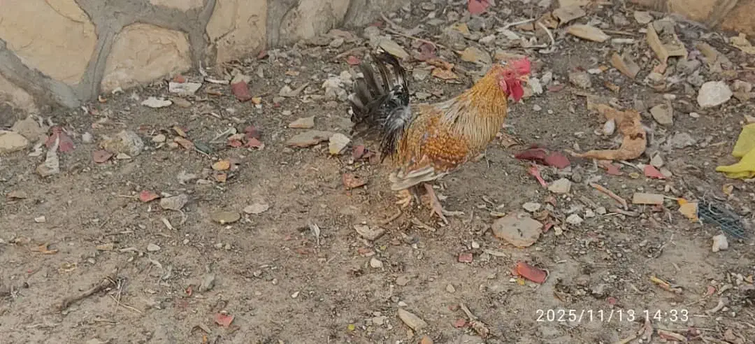 فروش دو عدد خروس|پرنده|باشت, |دیوار