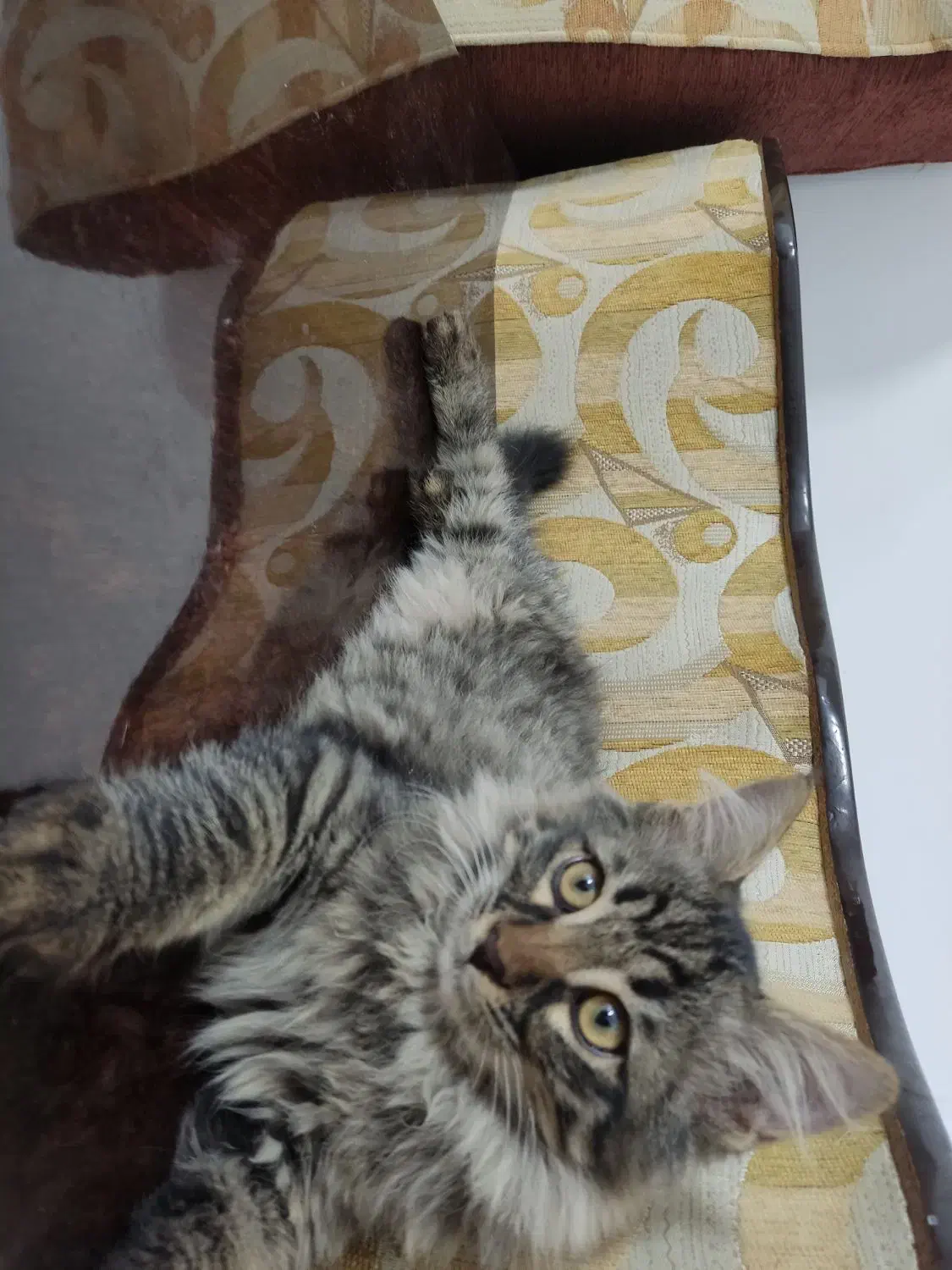 واگذاری گربه|گربه|یزد, |دیوار