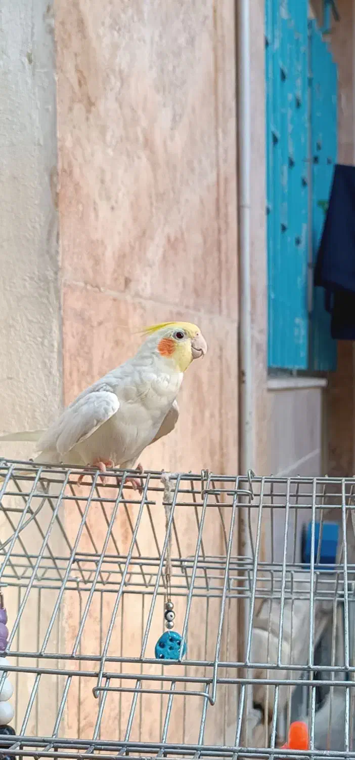 عروس هلندی نر لوتینو|پرنده|بروجرد, |دیوار