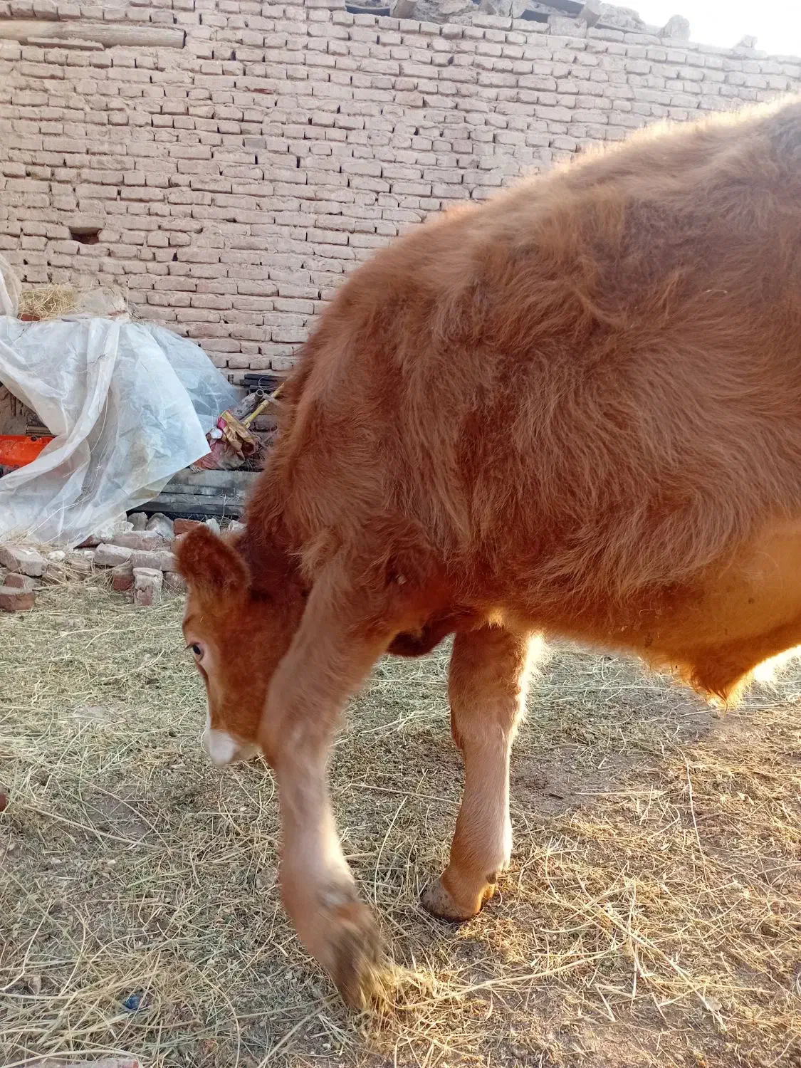 گوساله نر سیمیتال قرمز|حیوانات مزرعه|بناب, |دیوار