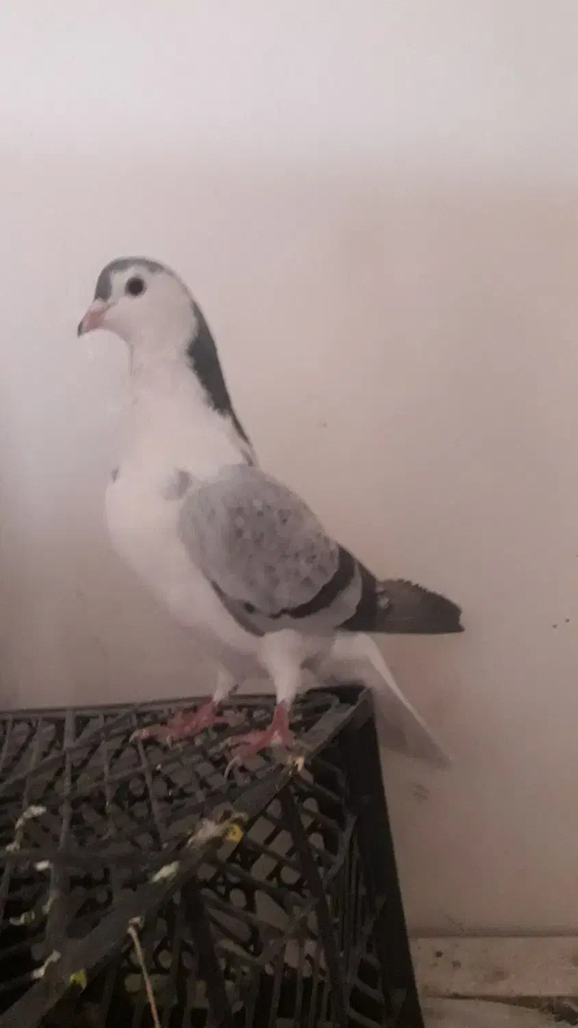 دمگیر پولک دار سر قدیمی|پرنده|اصفهان, هفتون|دیوار