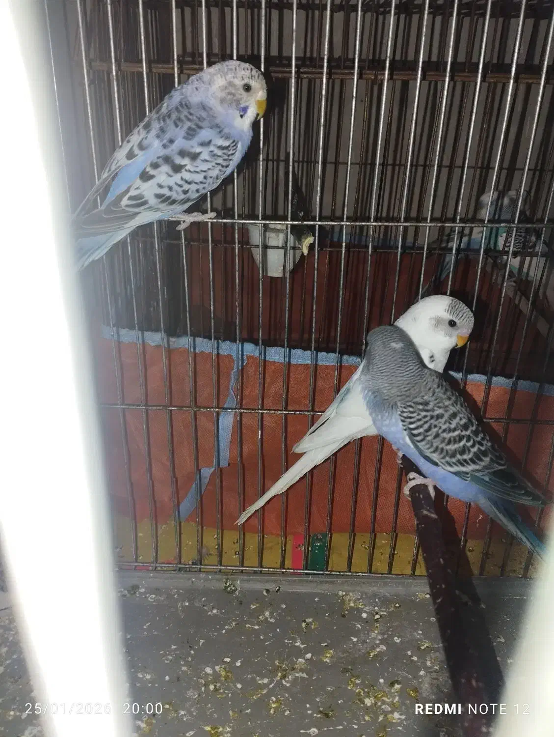 مرغ عشق|پرنده|نقده, |دیوار