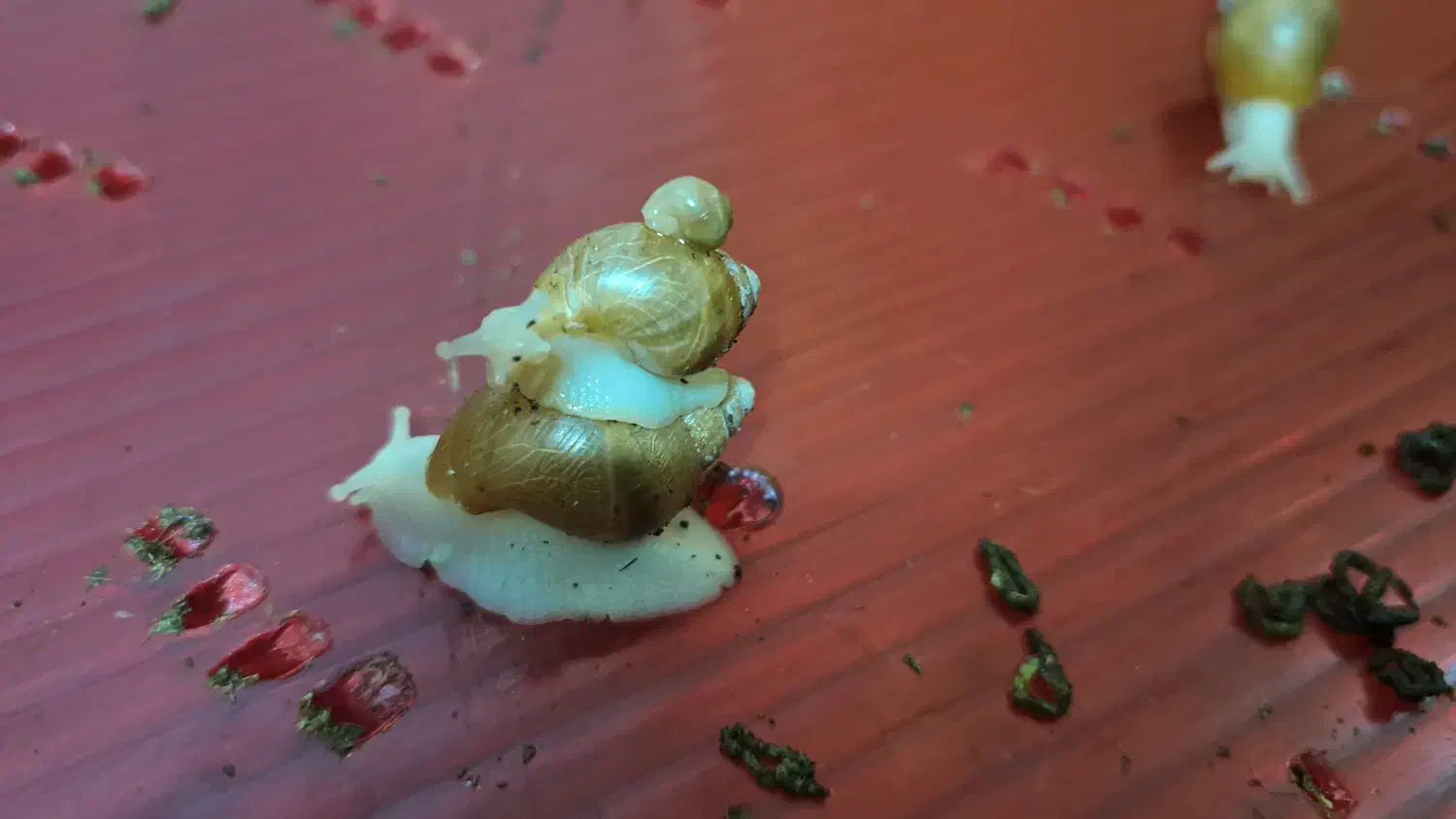 حلزون آلوبینو|خزنده|نجف‌آباد, طالقانی|دیوار