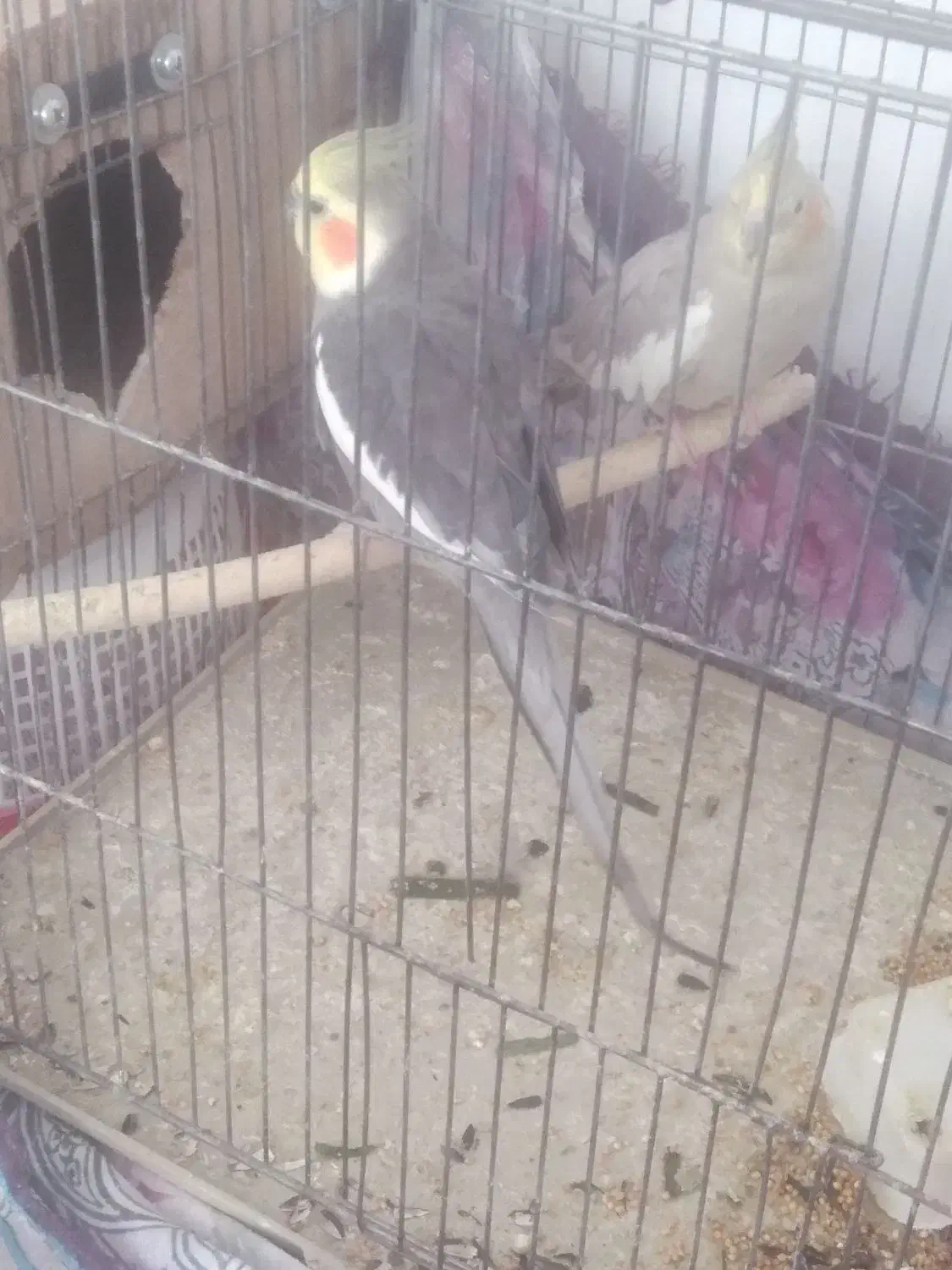 عروس هلندی|پرنده|مبارکه, |دیوار