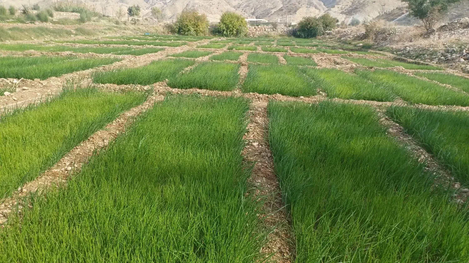 فروش نشا پیاز|حراج|دهدشت, |دیوار