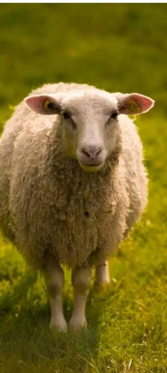 شیشک میش|حیوانات مزرعه|دلیجان, |دیوار