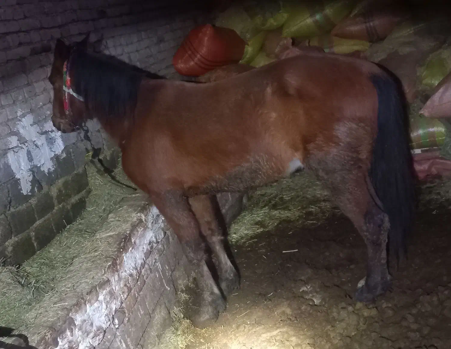 اسب اخته|اسب و تجهیزات اسب‌سواری|سیلوانه, |دیوار