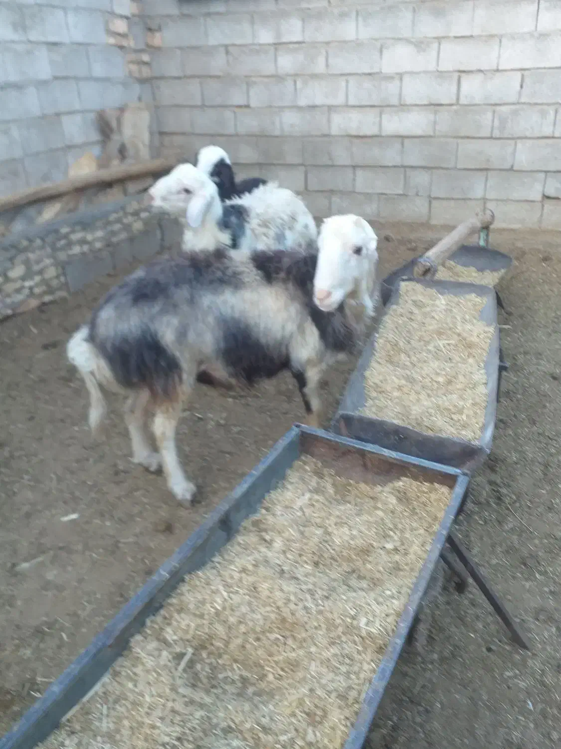 بره و قوچ|حیوانات مزرعه|عسگران, |دیوار