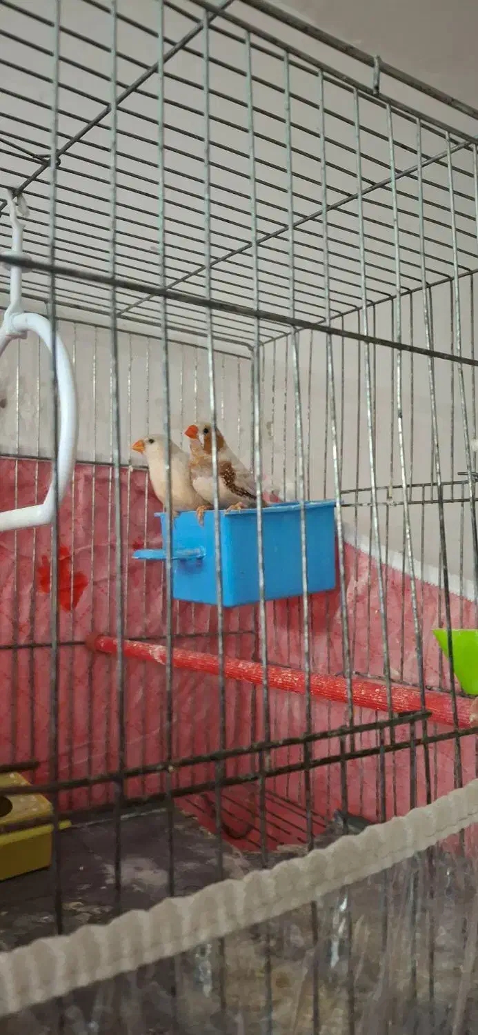 فنچ جفت کینگ|پرنده|اردبیل, |دیوار