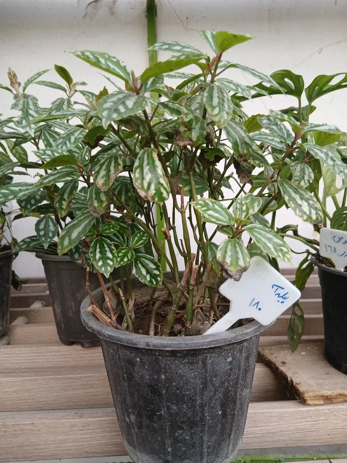 گل پیله آ|گل و گیاه طبیعی|ابهر, |دیوار