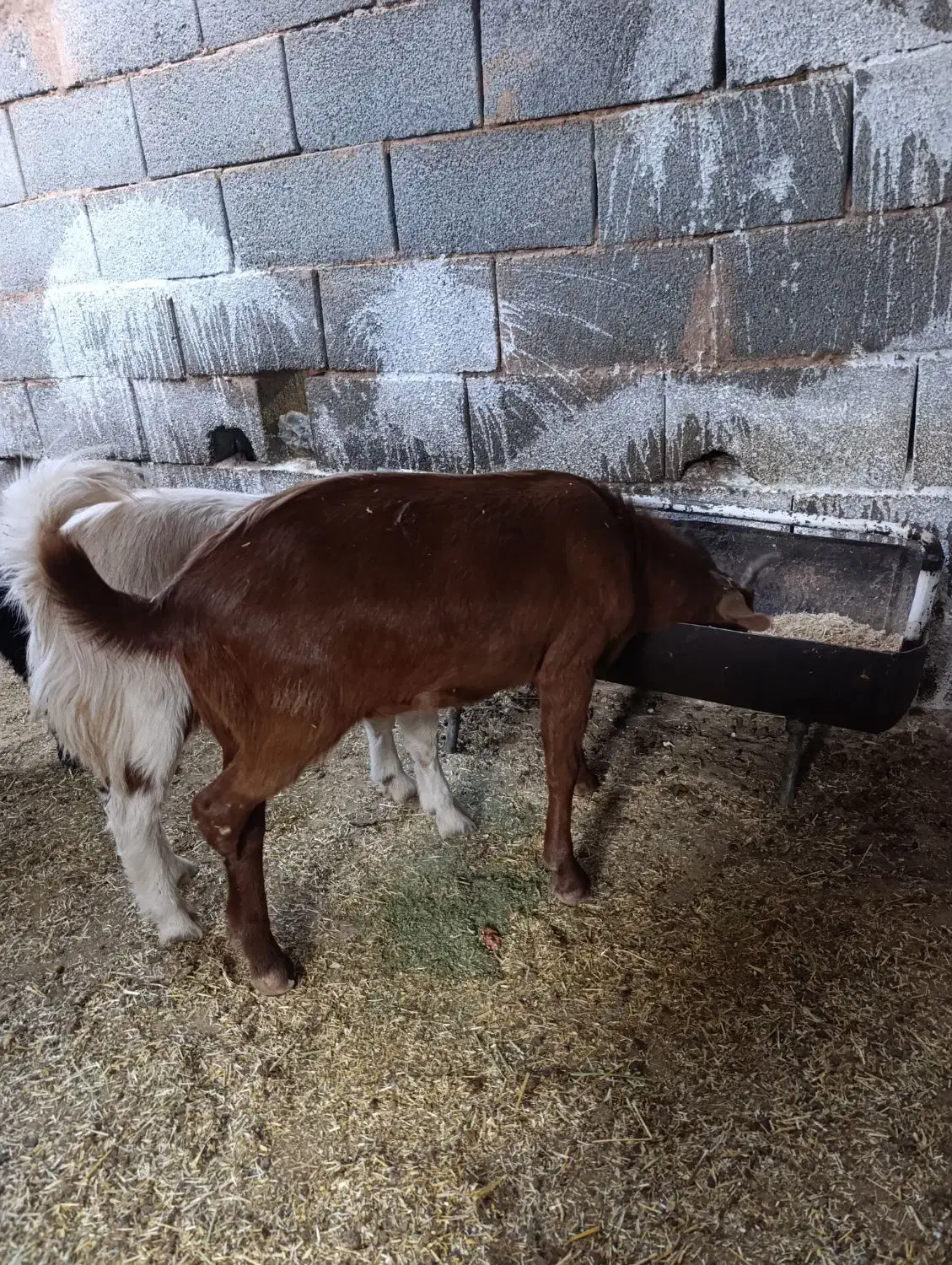 بز و کره|حیوانات مزرعه|یزد, |دیوار