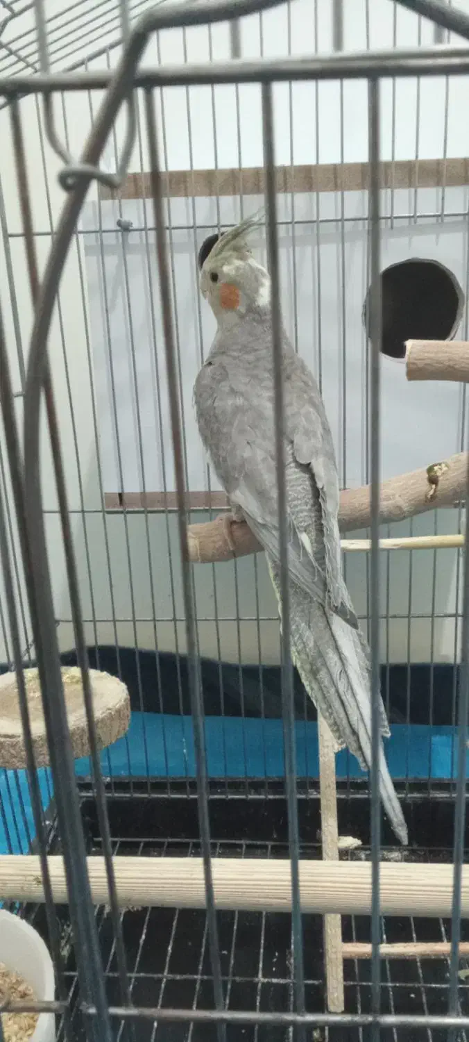 عروس هلندی|پرنده|فشاپویه, |دیوار