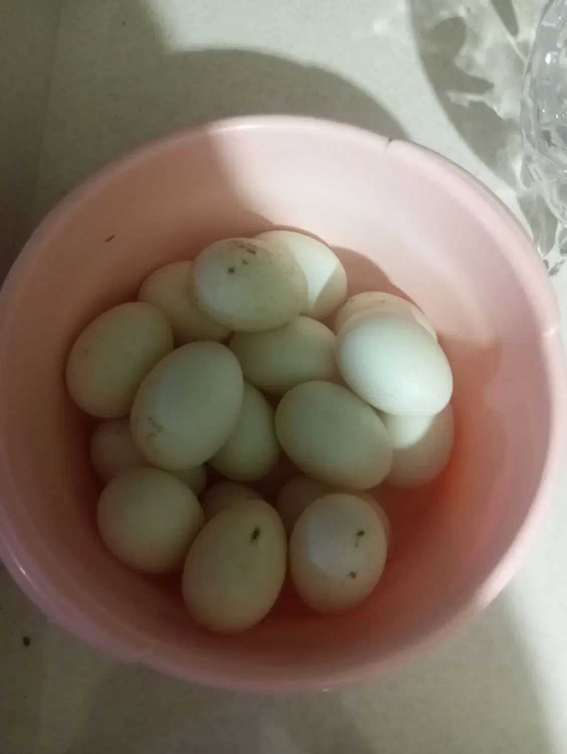 تخم اردک|خوردنی و آشامیدنی|سبزوار, ایزی شهر|دیوار