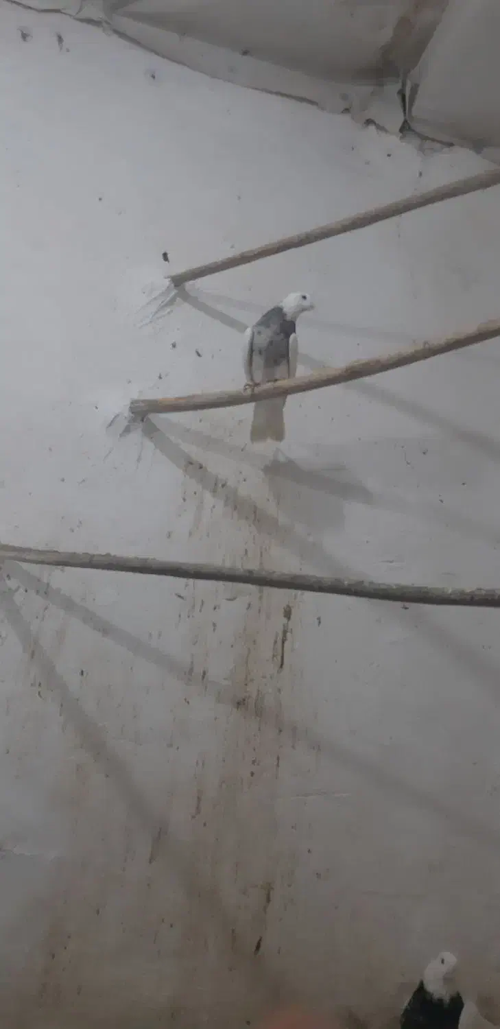 کبوتر طوقی|پرنده|سنقر, |دیوار