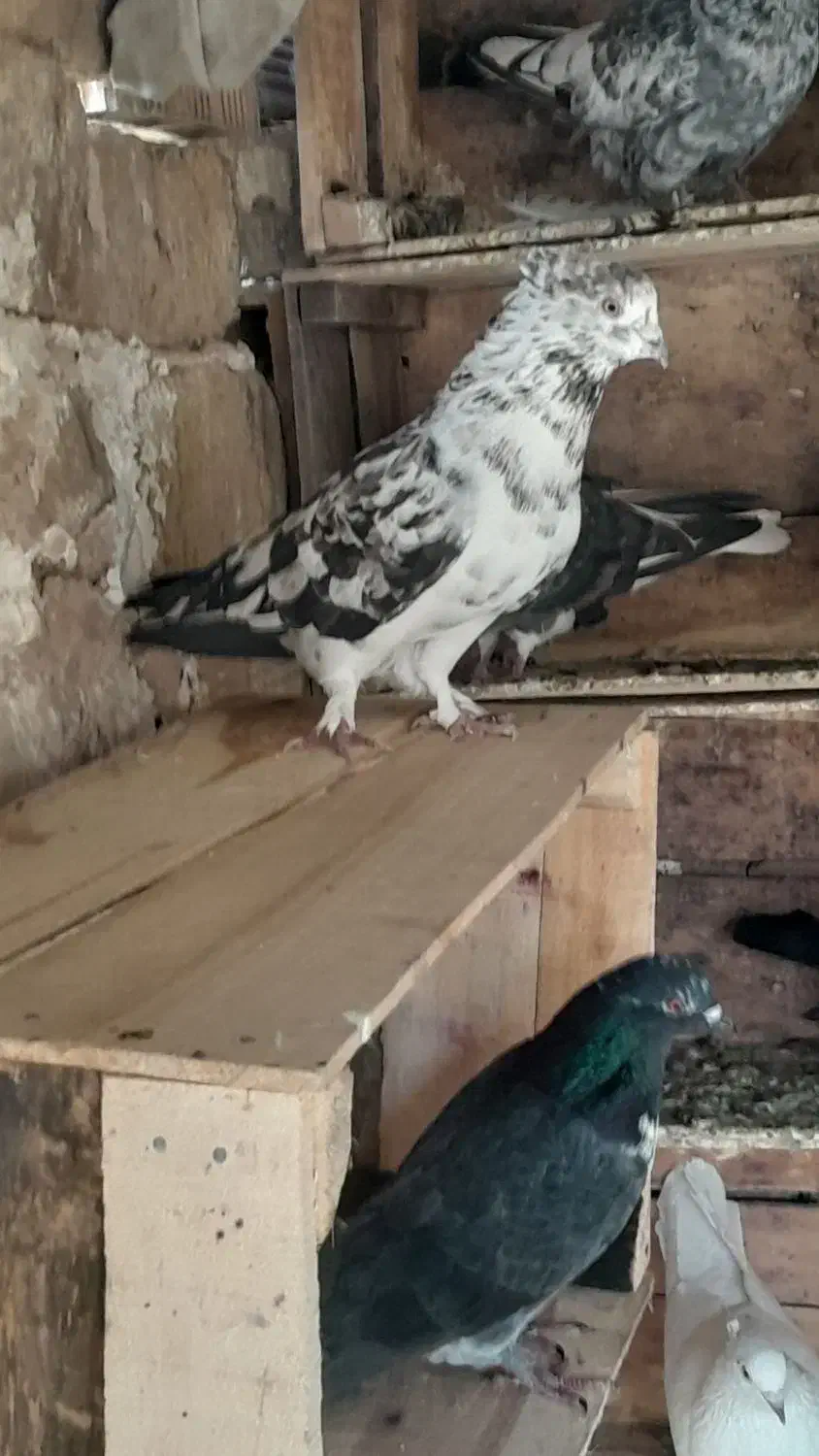 پرشی و یاهو|پرنده|قم, نخودی|دیوار