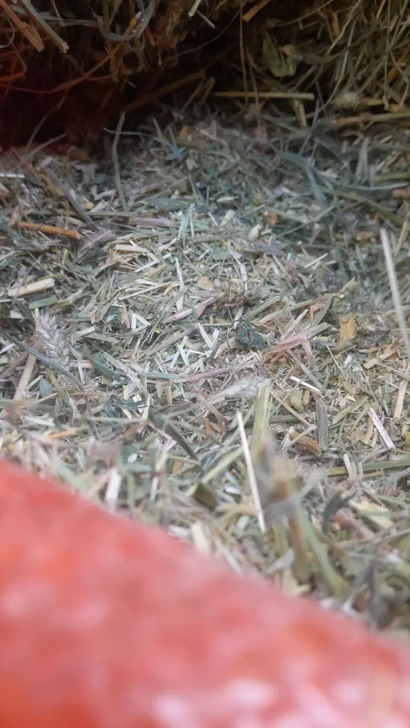 بیده یونجه|عمده‌فروشی|شیروان (خراسان), |دیوار