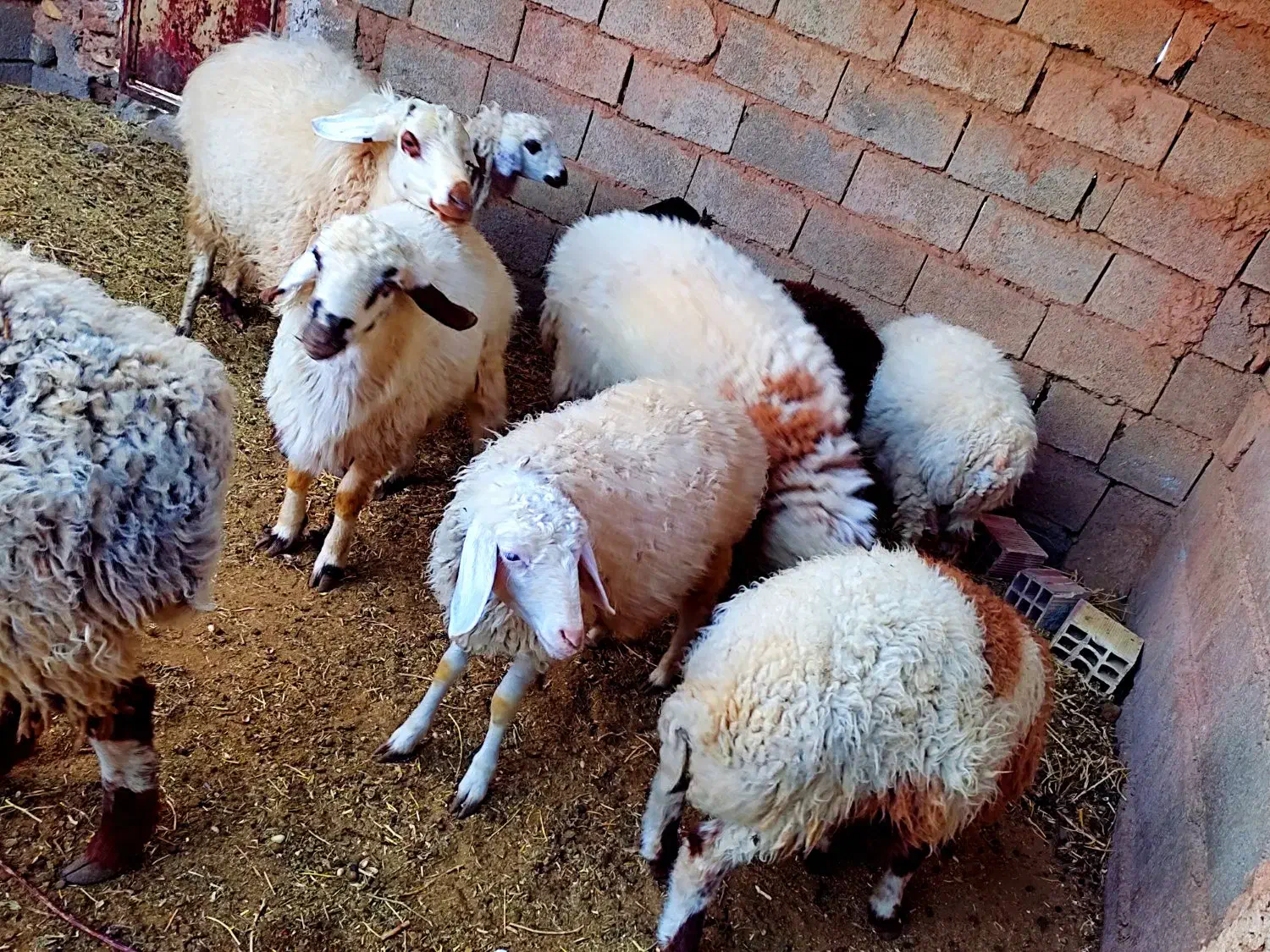 بره نر|حیوانات مزرعه|قائن, |دیوار