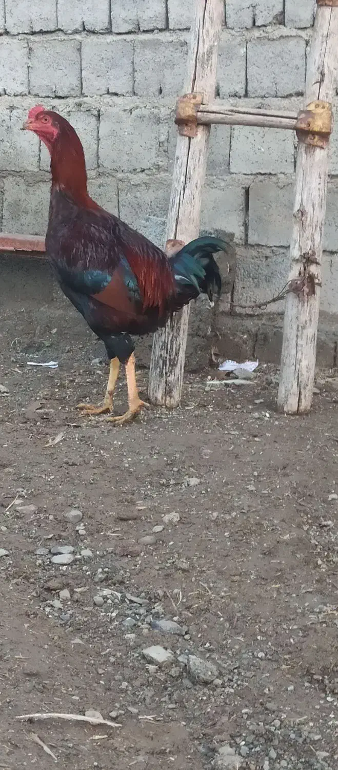 فروش یک عدد خروس لاری|حیوانات مزرعه|اشنویه, |دیوار