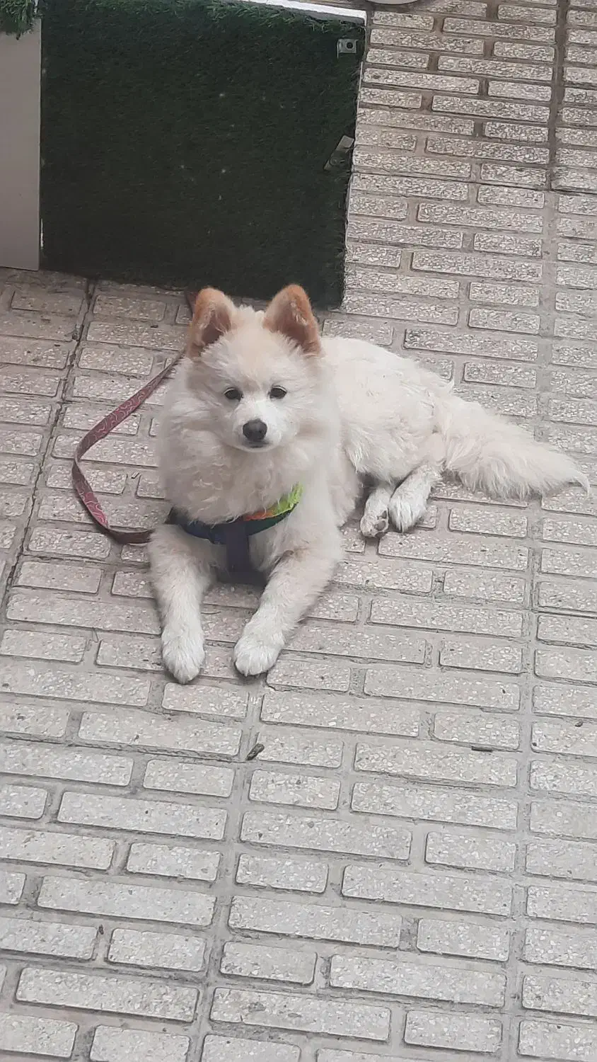 سگ سامویید|سگ|کرمانشاه, |دیوار