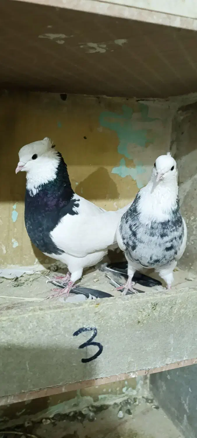 کبوتر طوقی رنگی|پرنده|ابهر, |دیوار