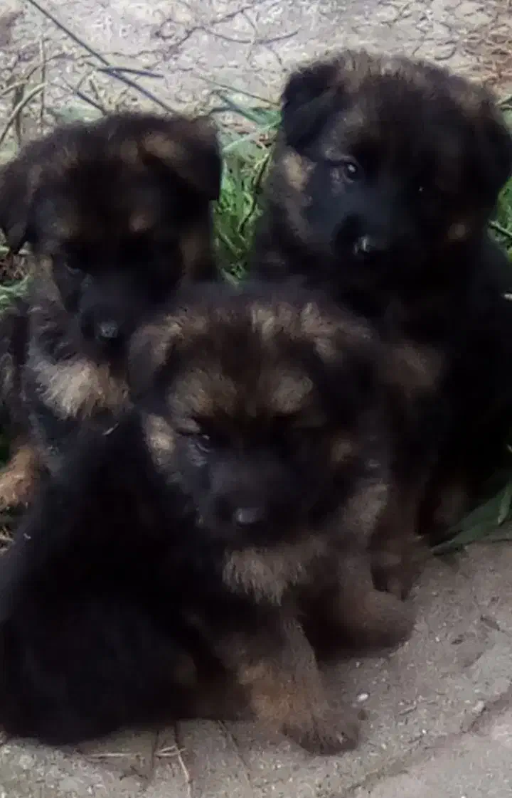 واگذاری سگ ژرمن شولاین ۶۰روزه|سگ|برخوار, |دیوار