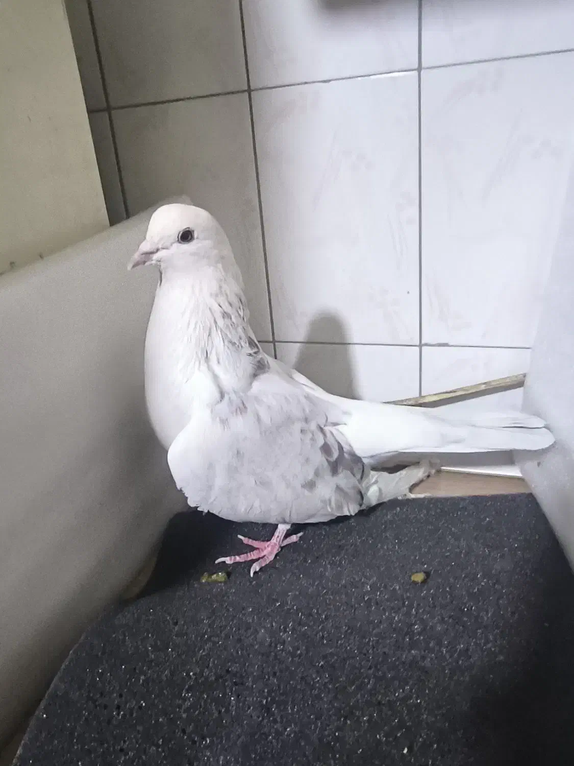 کبوتر|پرنده|کرج, فاز ۴ مهرشهر|دیوار