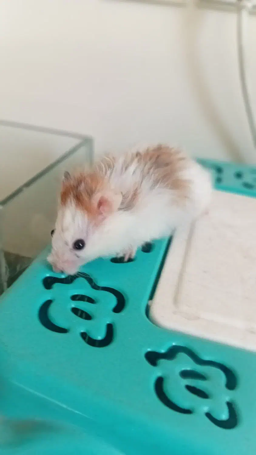 همستر|موش و خرگوش|دماوند, گیلاوند|دیوار