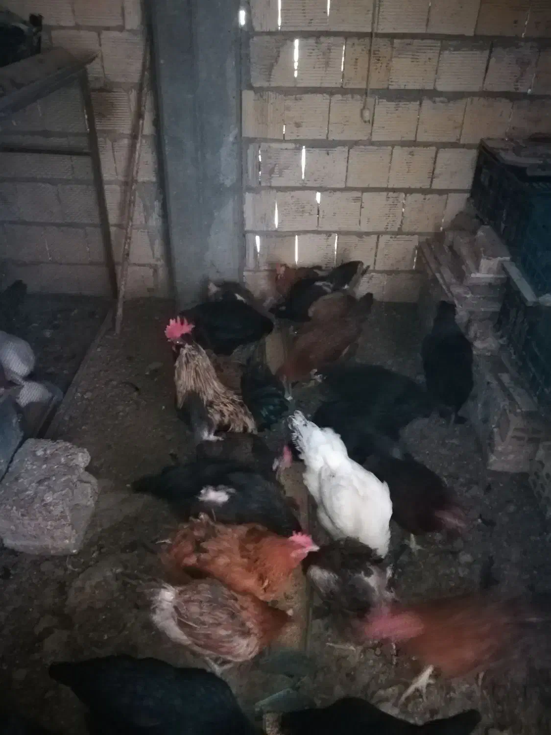 کود مرغی|لوازم جانبی حیوانات|نجفآباد, یزدانشهر|دیوار