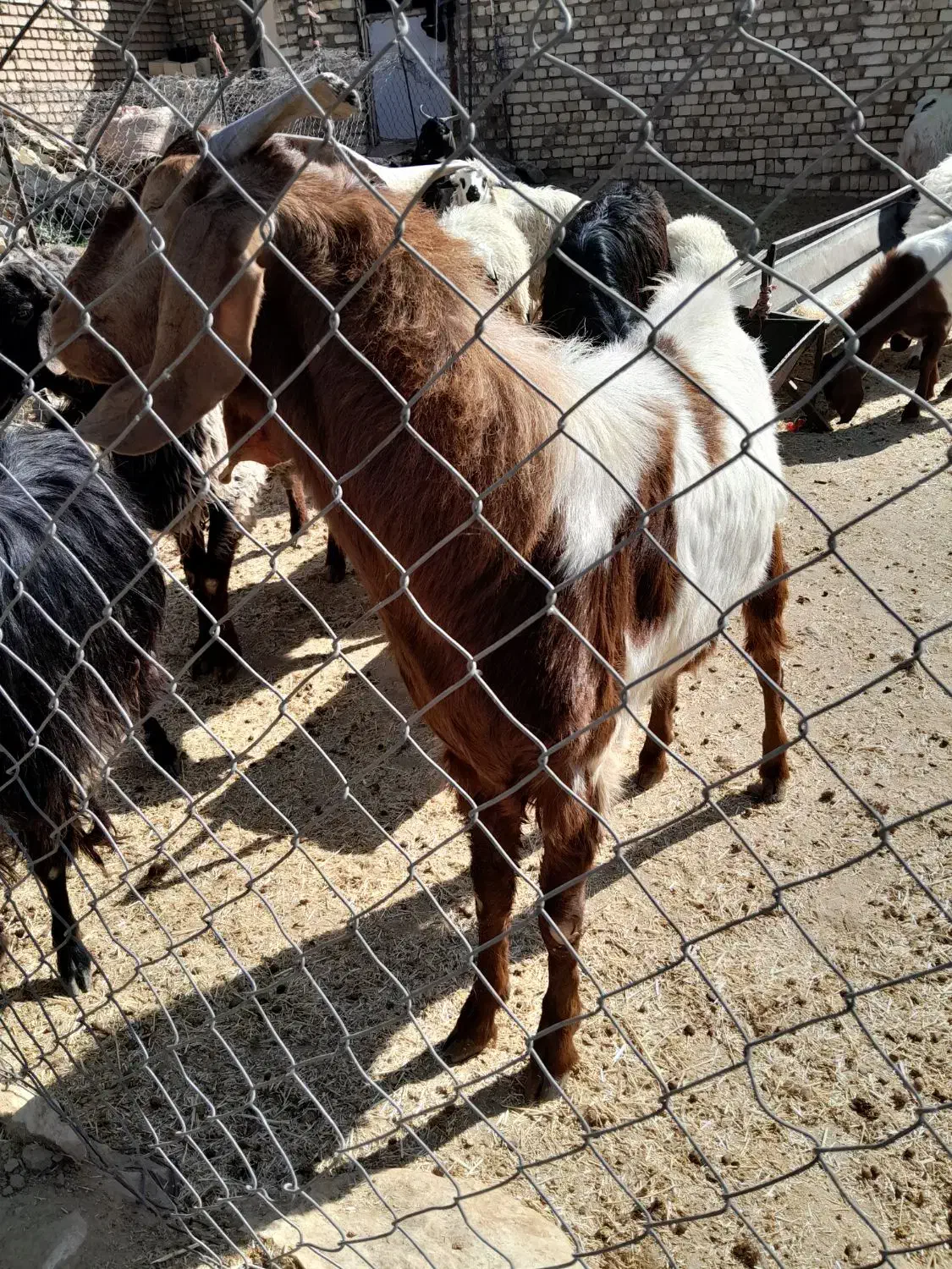 دوبر|حیوانات مزرعه|میمه, |دیوار