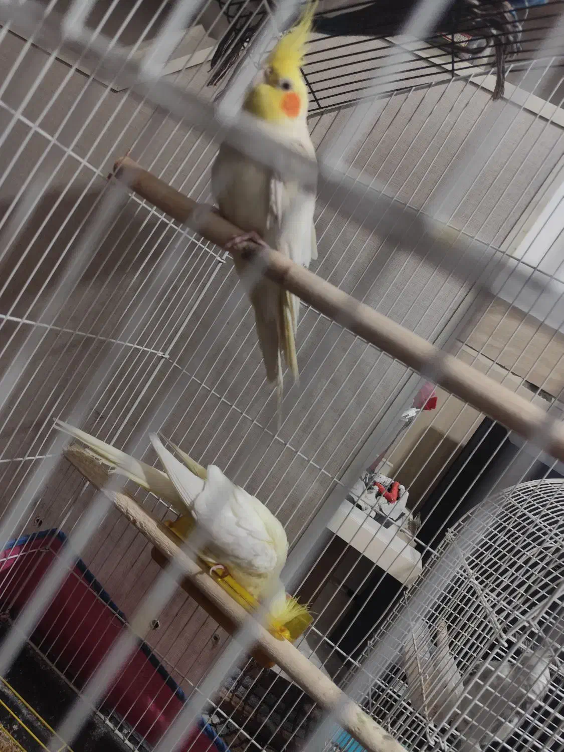 عروس هلندی جفت مولد دو جوجه ی دانخور|پرنده|شوش, |دیوار