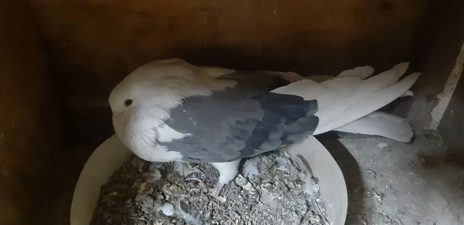 پشت سبز درشت|پرنده|اشتهارد, |دیوار