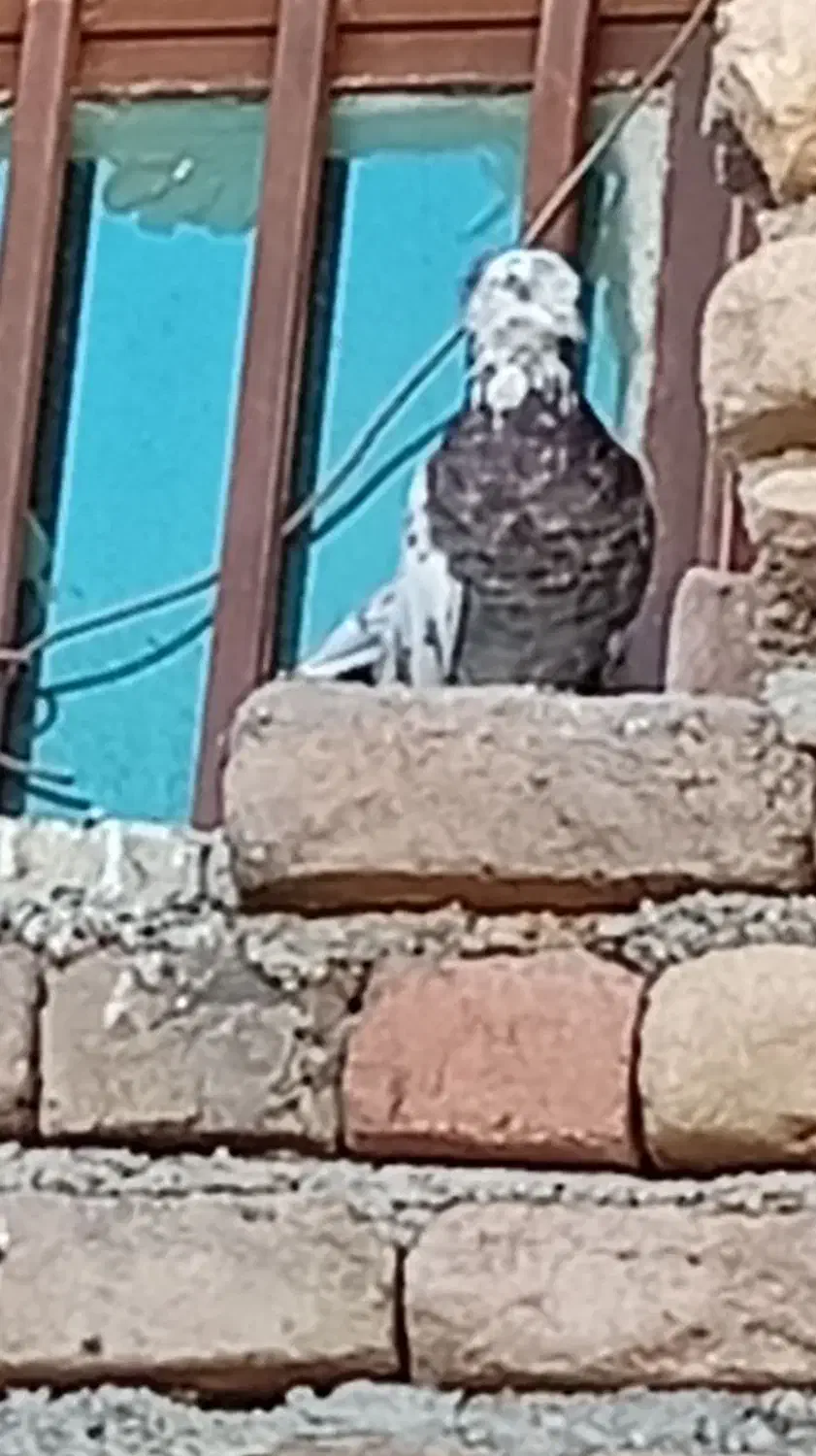 کبوتر|پرنده|دره شهر, |دیوار