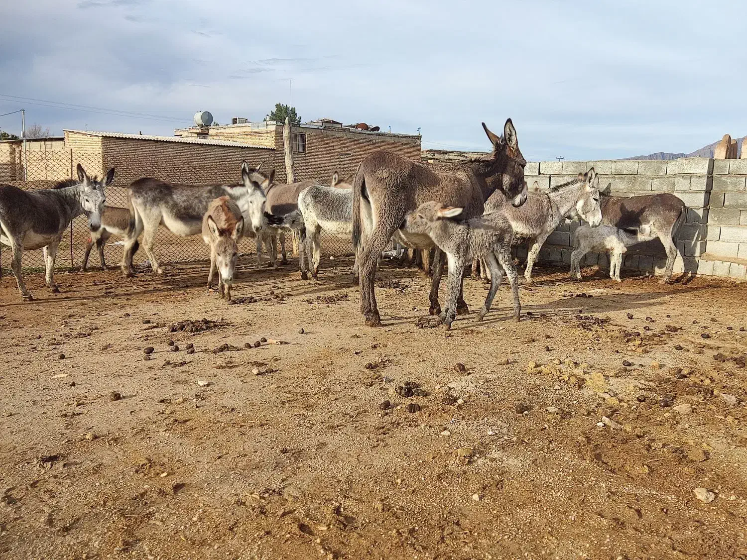 شیر الاغ|حیوانات مزرعه|مرودشت, رودبال|دیوار