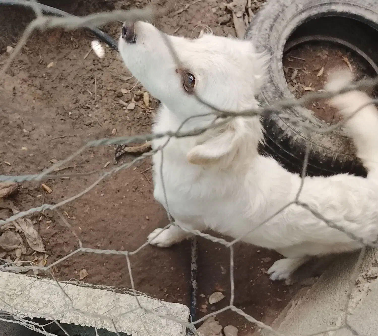 سگ میکس اشپیتز شیتزو|سگ|کازرون, |دیوار