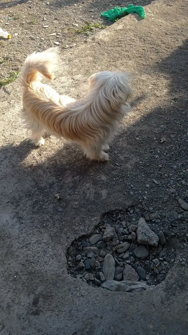 سگ شیتزر|سگ|طرقبه, |دیوار