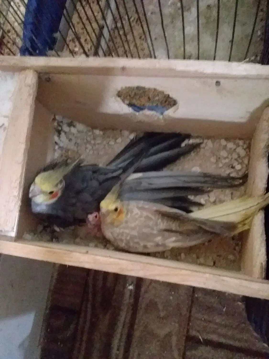 عروس هلندی|پرنده|رشت, هلال احمر|دیوار