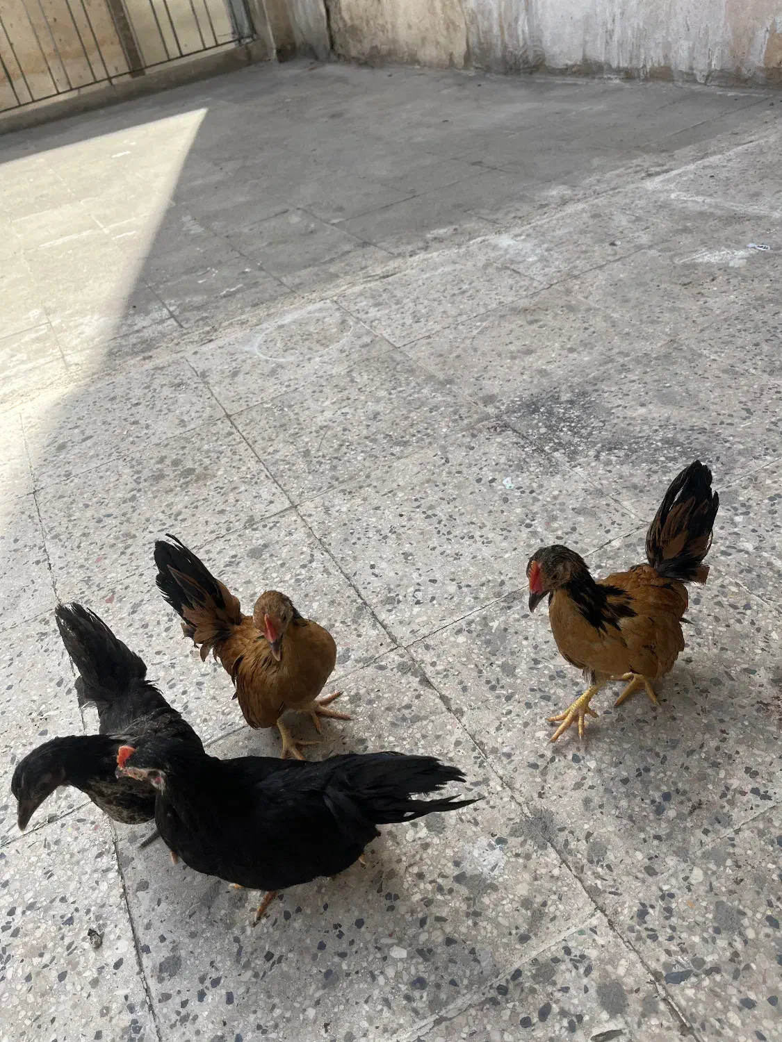 سه عدد مرغ خروس جاپنیز زینتی|حیوانات مزرعه|تهران, صد دستگاه|دیوار