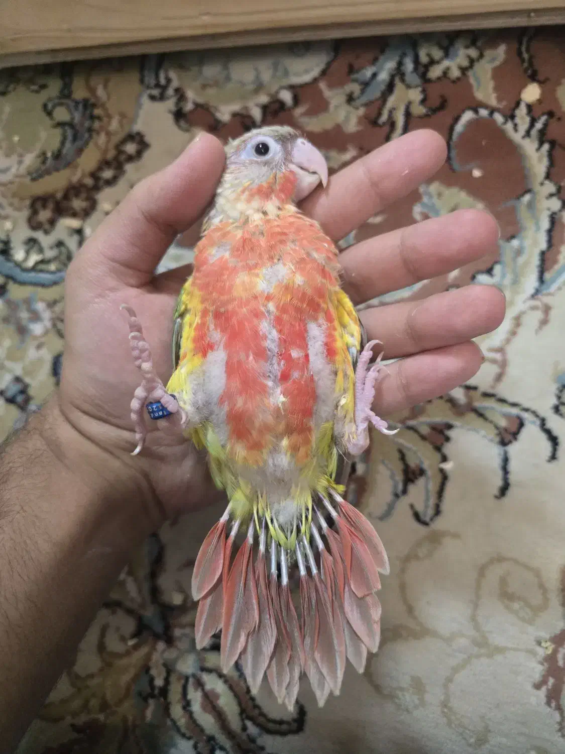 گرینچیک سرلاکی|پرنده|مشهد, تربیت (صدف)|دیوار