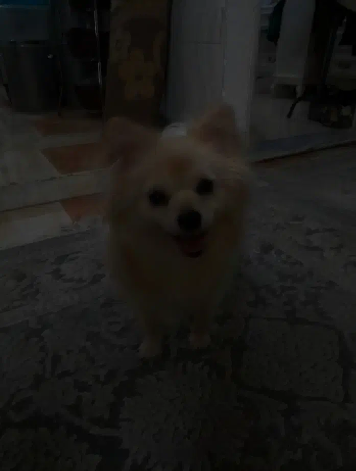 واگذاری پامرین عروسکی ۱ساله|سگ|ورامین, ورامین|دیوار