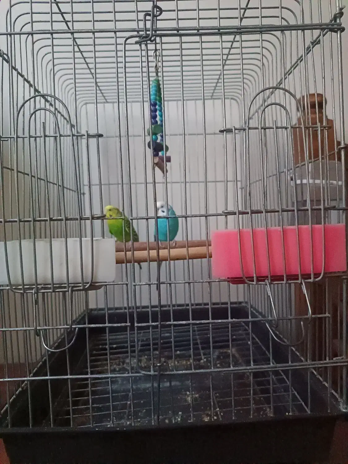 2 عدد مرغ عشق آماده جفت گیری|پرنده|کهریزک, |دیوار