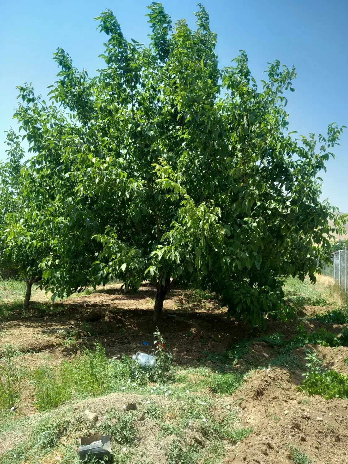 باغ گردو|فروش زمین و ملک کلنگی|شازند, |دیوار