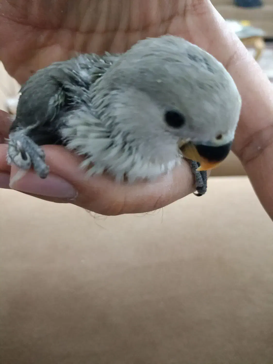 جوجه طوطی برزیلی و عروس هلندی|پرنده|برازجان, |دیوار