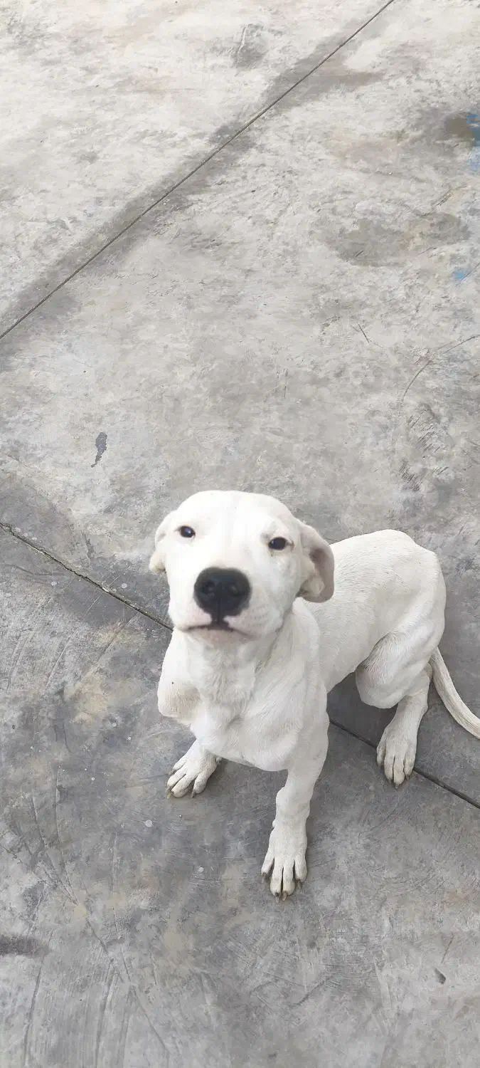 توله داگو|سگ|رباطکریم, شهرک صنعتی صباشهر|دیوار