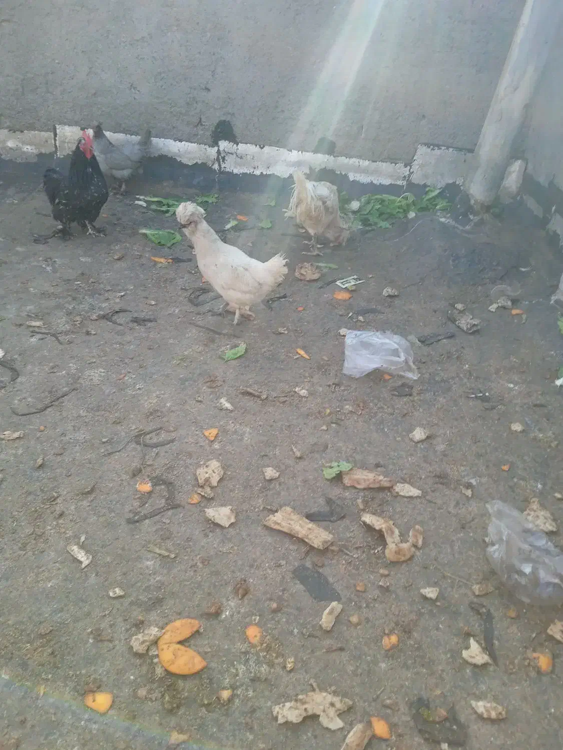 خروس لاری|حیوانات مزرعه|مشهد, ابوذر|دیوار