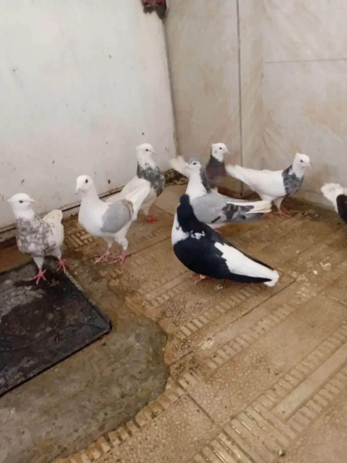 کبوتر|پرنده|کرمانشاه, |دیوار