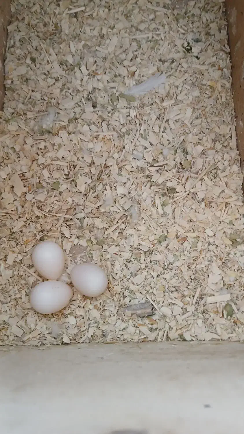 عروس هلندی|پرنده|زیرکوه, |دیوار